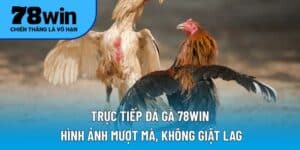 Trực tiếp đá gà